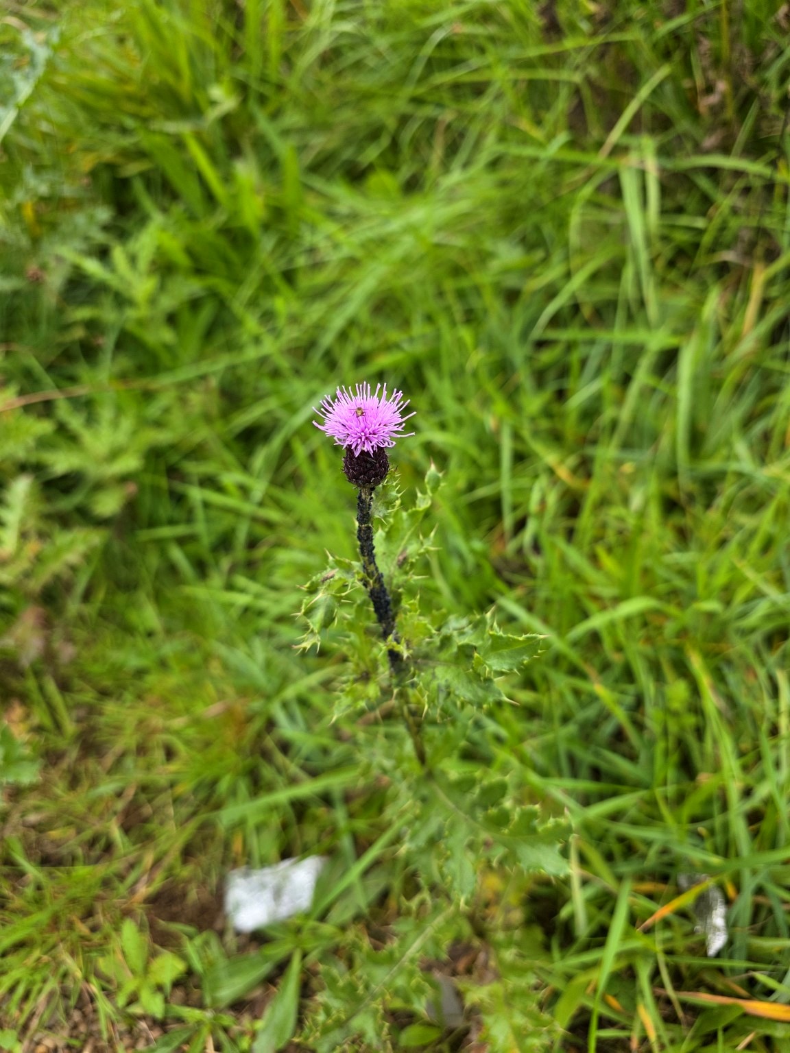 Wildflower at Hillend Loch